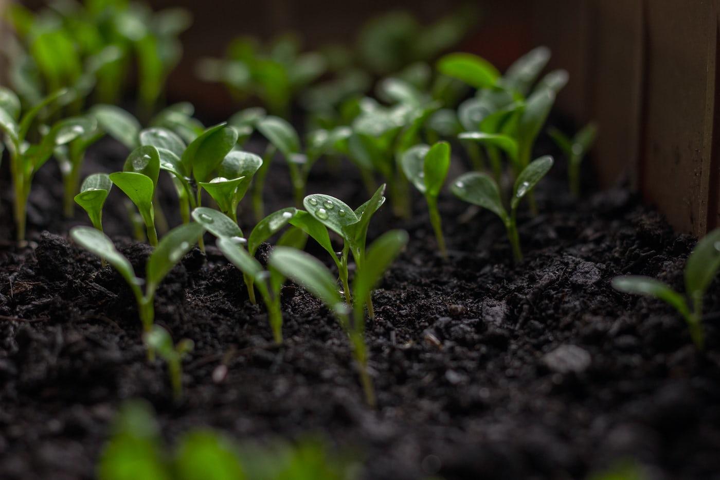 Nitrogen Fixing Plants for Naturally Healthy Garden Soil